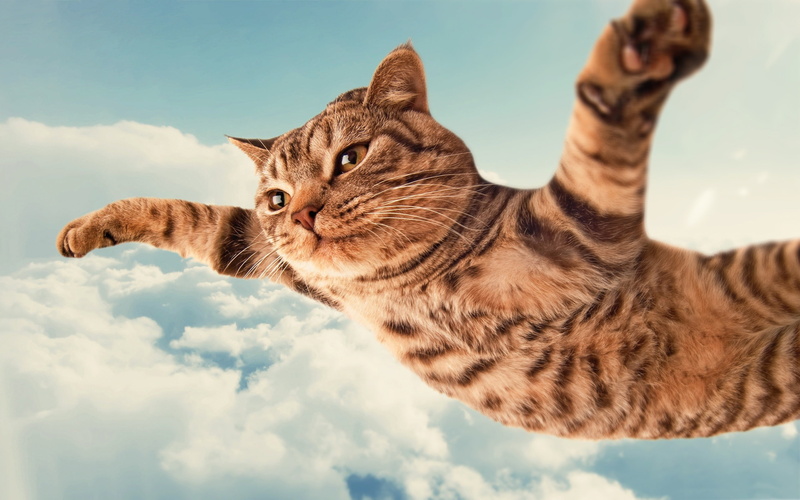day, no people, vertebrate, feline, animal, looking away, fly, nature, domestic, one animal, cat, domestic animals, looking, animal themes, tabby, brown