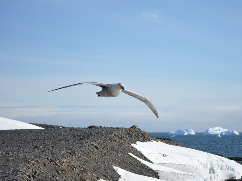 bird, prey, wind, spread wings, 5K, flying, animal, landscape, snow, blue, nature, water, sky, vertebrate, animals, birds of prey, wing, one animal, majestic