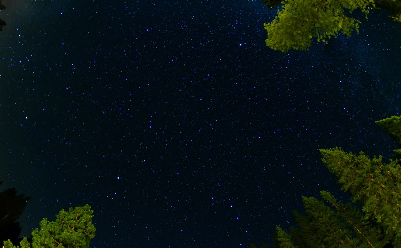 Night, lookingup, tranquil scene, star field, Nature, outdoors, galaxy, space, tree, tranquility, Forest, idyllic, low angle view, Trees, Green, beauty in nature