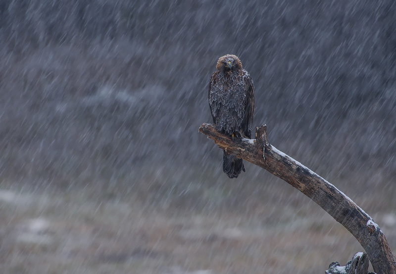 birds, one animal, day, animal themes, 720P, winter, eagle, rainy season, nature, no people, motion, water, animal wildlife, black, vertebrate, outdoors
