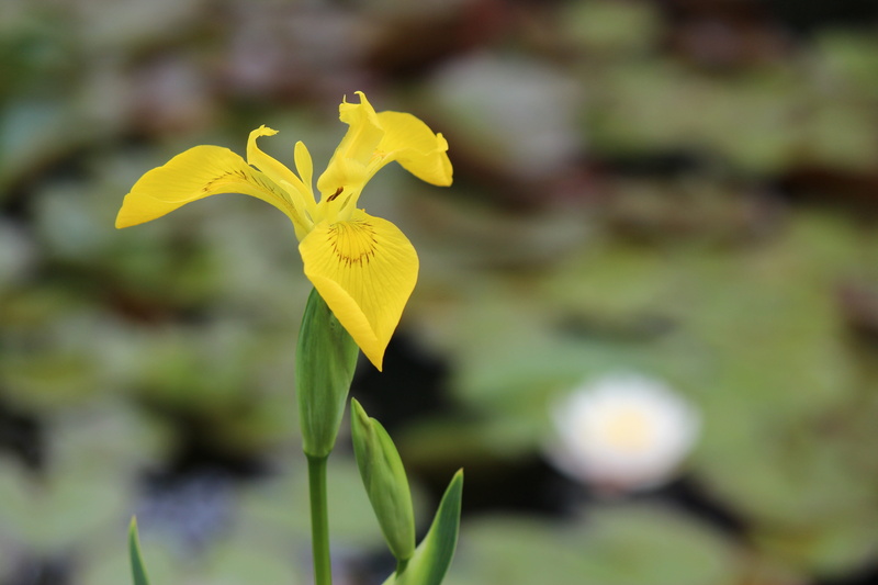 plant, beauty in nature, freshness, flower, springtime, yellow, focus on foreground, day, growth, towards the sun, nature, iris - plant, fragility, outdoors