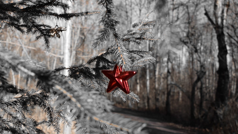 red, textile, focus on foreground, print, outdoors, beauty in nature, close-up, eagle, trunk, Christmas ornaments , trees, selective focus, land, cold temperature