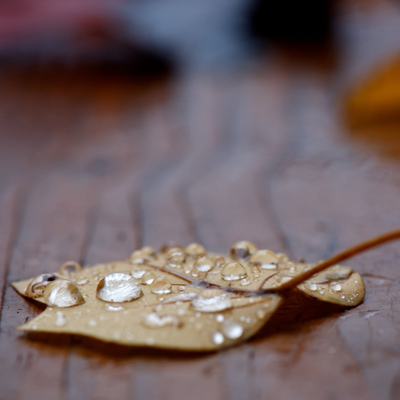 taller, I know, Micro, 720P, f/8, D300, ISO, explore, photography, close-up, creative_commons, water, wet, dew, Nikkor, dawn, autumn  leaf, weekly, 105mm