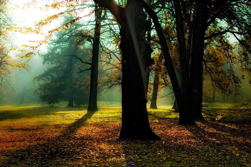 tree, silhouette, nebel, landscape, prime, Canon EF, creative_commons, beside, sunlight, woodland, yellow, branch, season, fog, dunst, leaf, fall, autumn