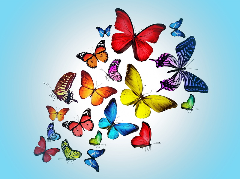 studio shot, animal representation, large group of objects, 4K, flower head, colored background, insect, nature, no people, creativity, Insects