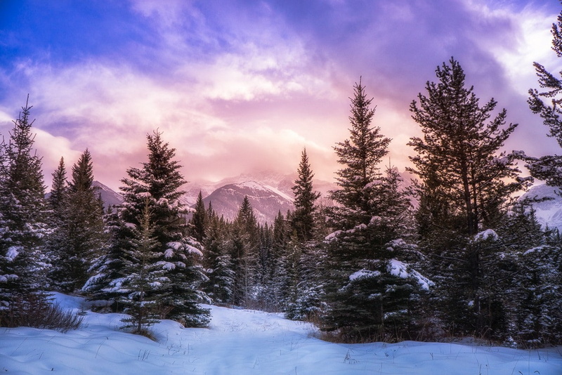 winter, purple, 720P, pine trees, clouds, pine tree, sunlight, land, tree, scenics - nature, no people, beauty in nature, tranquil scene, tranquility