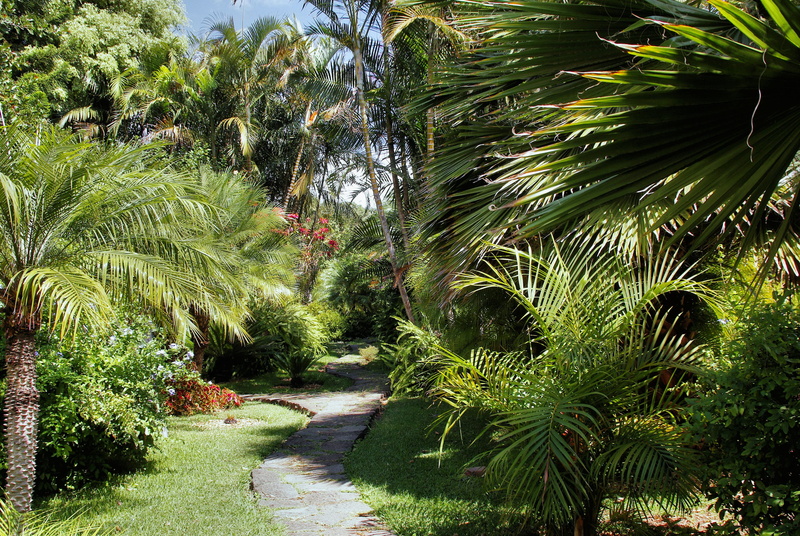 tranquility, direction, scenics - nature, tropical climate, tranquil scene, no people, cuba, garden, palmettos, tree, 4K, park - man made space, beauty in nature