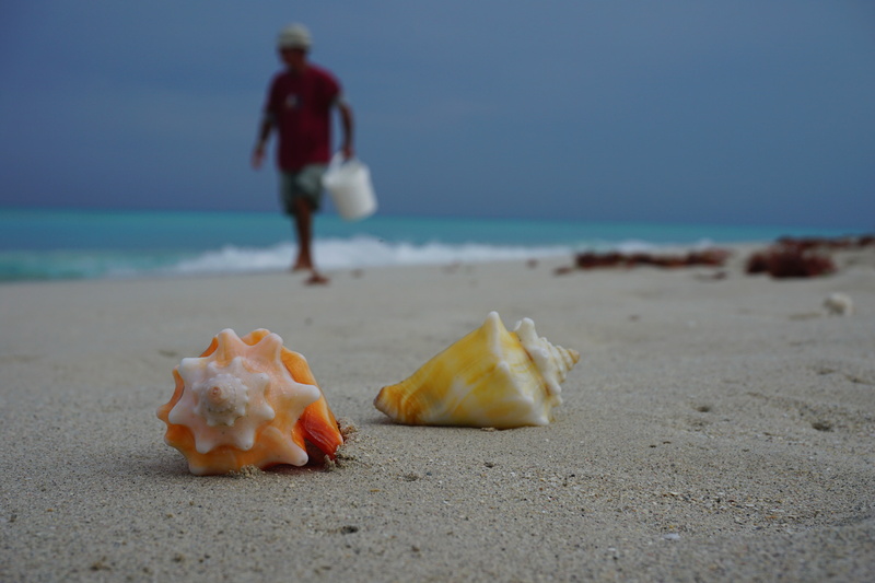 outdoors, two, seashell, food, beach, sky, food and drink, caribbean, sand, one person, vacations, 5K, scenics - nature, real people, surface level, tranquil scene
