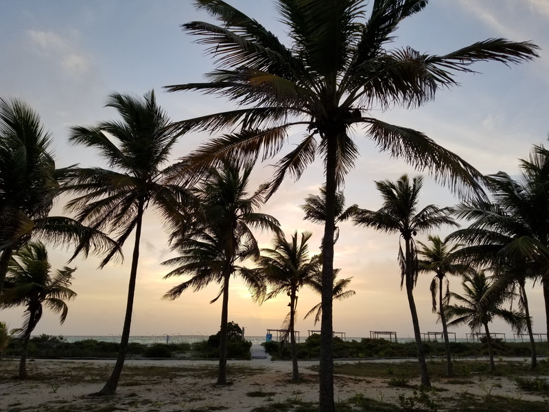 tranquil scene, nature, beach, horizon over water, plant, tall - high, trunk, tropical climate, tree, varadero, tree trunk, no people, tropical tree, coconut palm tree