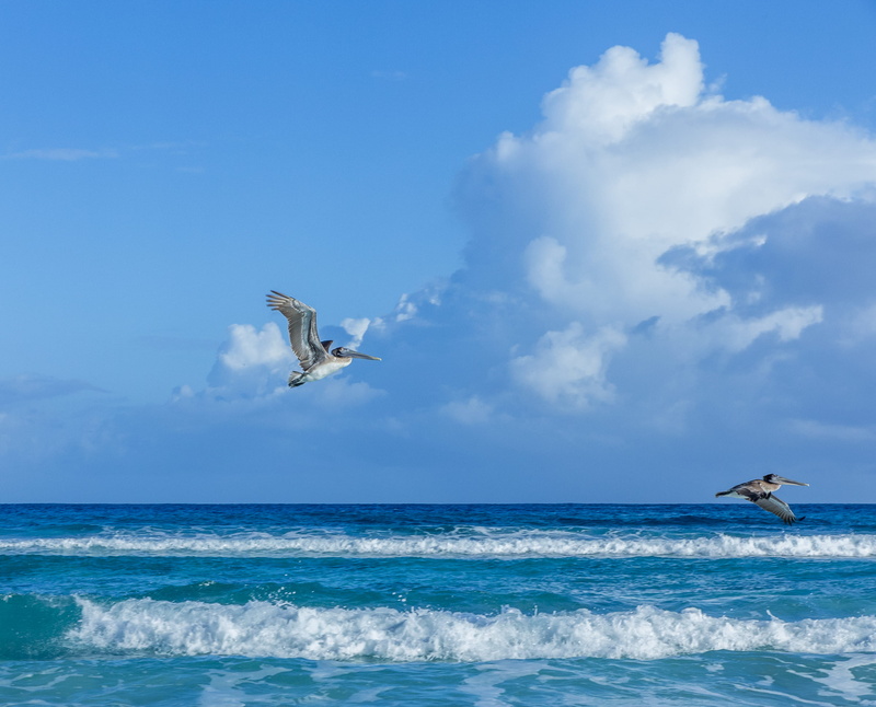 sky, sea, scenics - nature, gran caribe club karey, mid-air, horizon over water, outdoors, blue, pelican, turquoise colored, nature, animals in the wild