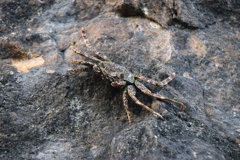 arachnid, rock - object, 5K, animals in the wild, insect, do cuba, close-up, animal, holiday, spider, sea, high angle view, no people, day, outdoors, animal wildlife