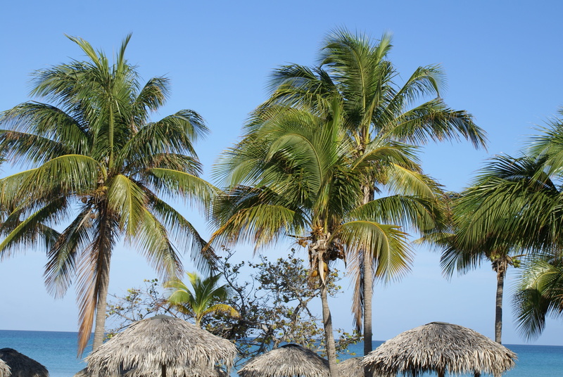 nature, varadero, growth, water, 2K, beauty in nature, scenics - nature, tree trunk, tranquility, tropical climate, cuba, tropical tree, no people, palm tree