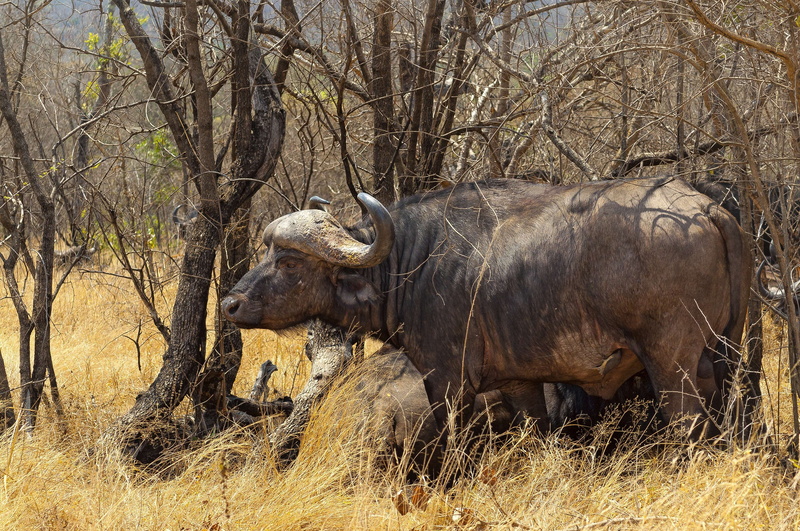 tree, cape buffalo, bull, animal, day, horned, mammal, kruger national park, outdoors, animals in the wild, animal wildlife, side view, safari, field, savannah