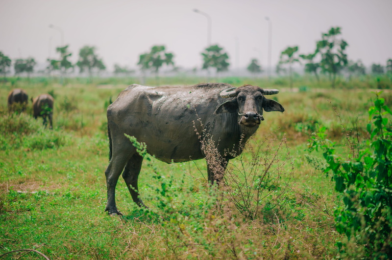 mammal, herbivorous, vertebrate, grassland, grass, day, cattle, animal themes, outdoors, field, one animal, calf, pets, wildlife, animal wildlife, domestic