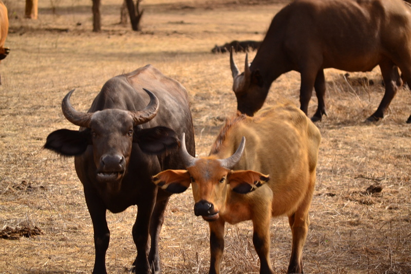 outdoors, standing, field, horn, water buffalo, cattle, land, animal themes, 4K, farm, nature, animal wildlife, bovine, group of animals, day, livestock