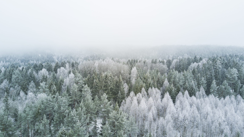 pine tree, s, White, field, fog, coniferous tree, forest, cold - Temperature, Trees, woodland, no People, pine, frozen, tranquil Scene, land, 4K, outdoors
