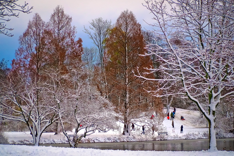 4K, covered, white, plant, trees, winter magic, tranquility, winter, winter forest, snow, children, lifestyles, winter dream, walk, bare tree, winter trees