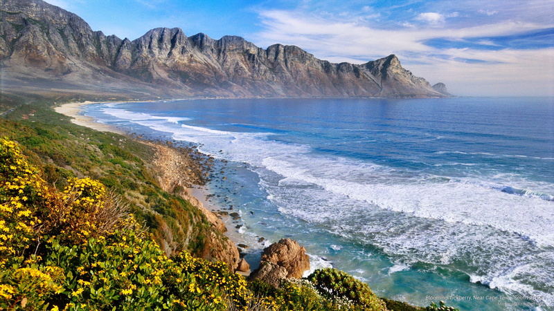 tickberry, town, Africa, 2K, near, south, cape, blooming