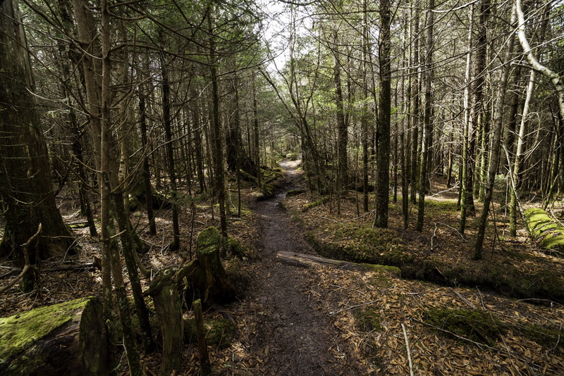 National Park, great smoky mountains national park, scenics - nature, plant, s, scenery, public domain, leaf, dome, hiking, land, Clingmans Dome, landscape