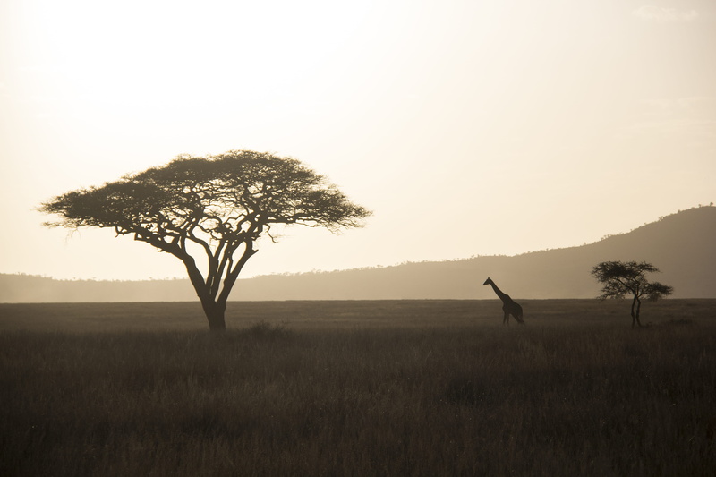 sunset, sunlight, loneliness, sky, wildlife, safari Animals, savannah, serengeti, sepium, sunrise, branch, serengeti National Park, 5K, namibia, mist