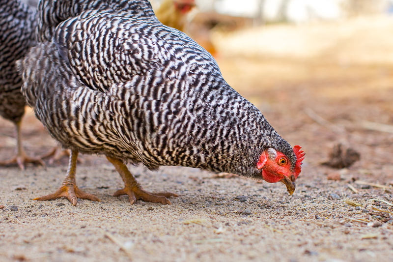4K, male animal, animals in the wild, chicken, pet, agriculture, ground, farmyard, chicken yard, pets, animal, poultry, fowl, nature, bird, rural, feed