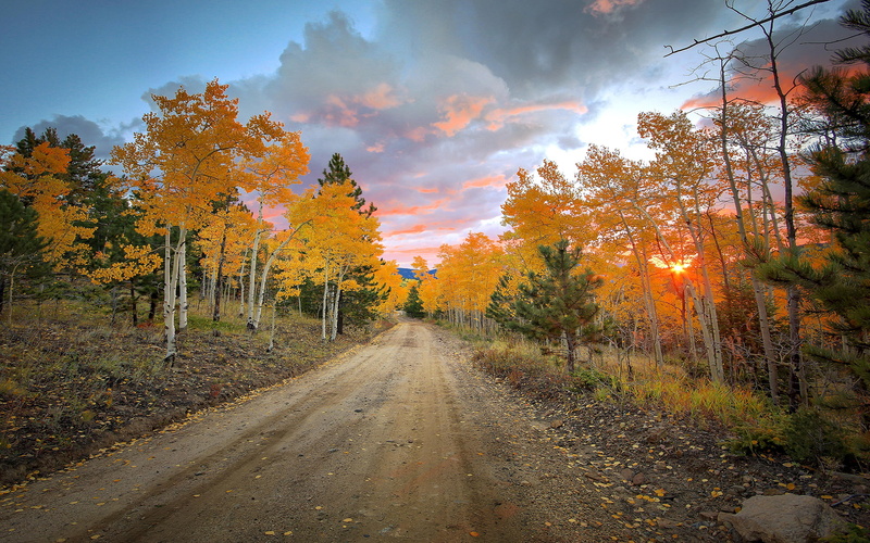 road, trail, 1080P, hd, nature, path, trees, dirt