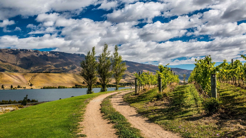 non-urban scene, tree, tranquility, cloud - sky, green color, landscape, beauty in nature, land, 4K, wine, outdoors, nature, dirt road, plant, scenics - nature