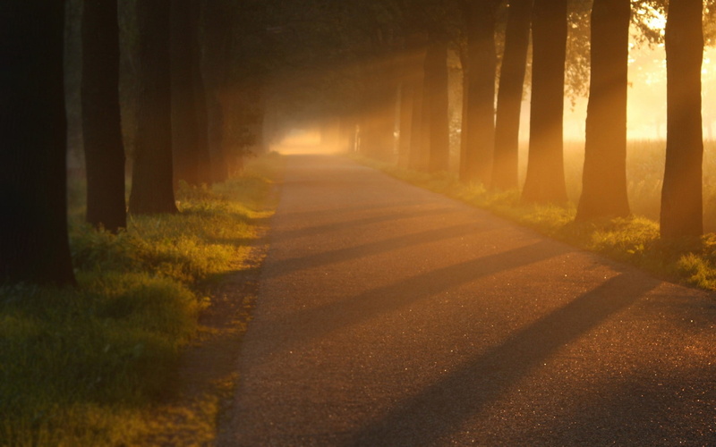 trail, nature, 1080P, hd, path, trees, sunlight, road