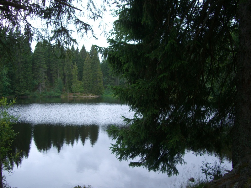 tranquility, waterfront, growth, outdoors, beauty in nature, tree, non-urban scene, plant, firs, day, no people, bog lake, water, nature, forest, 1080P