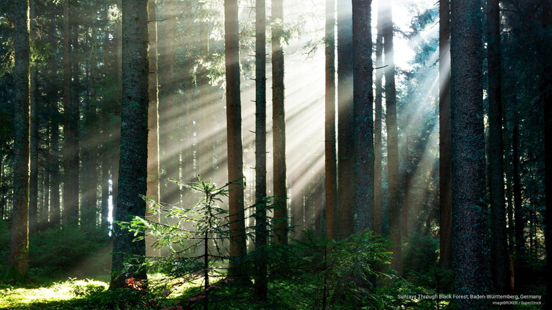 rttemberg, 2K, sunrays, black, w, baden, germany, Nature, forest