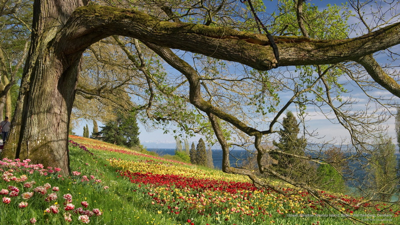 Spring/Summer, baden, flower, w, germany, rttemberg, island, meadow, 2K, mainau