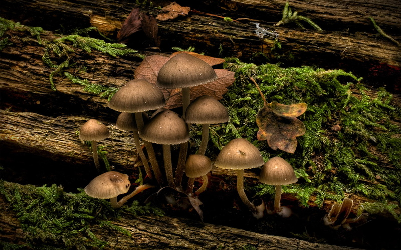 1080P, mushroom, nature, mushrooms, infected