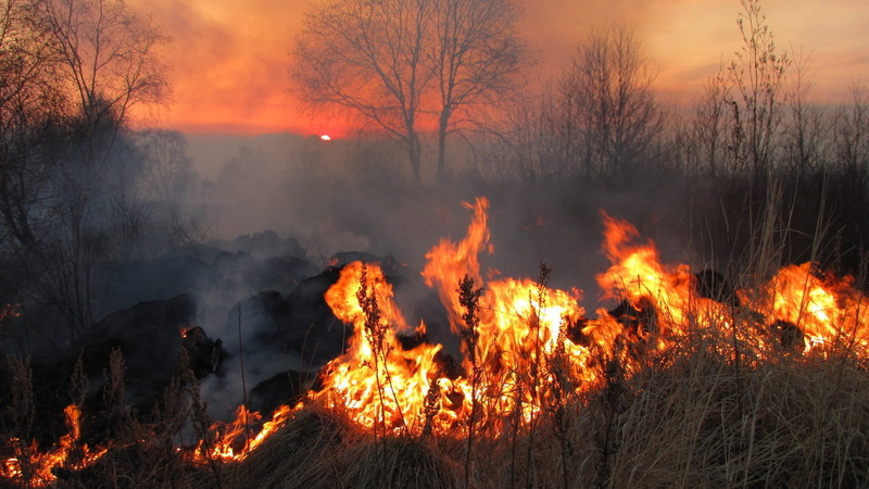 environmental damage, 1080P, orange color, land, the conflagration, tree, fire - natural phenomenon, smoke, forest fire, burns, air pollution, koster