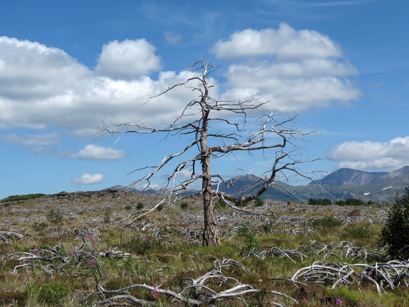 grass, scenics - nature, mountains, environment, outdoors, 1080P, sky, Height, no people, tree, day, landscape, Larch, non-urban scene, plant, the conflagration