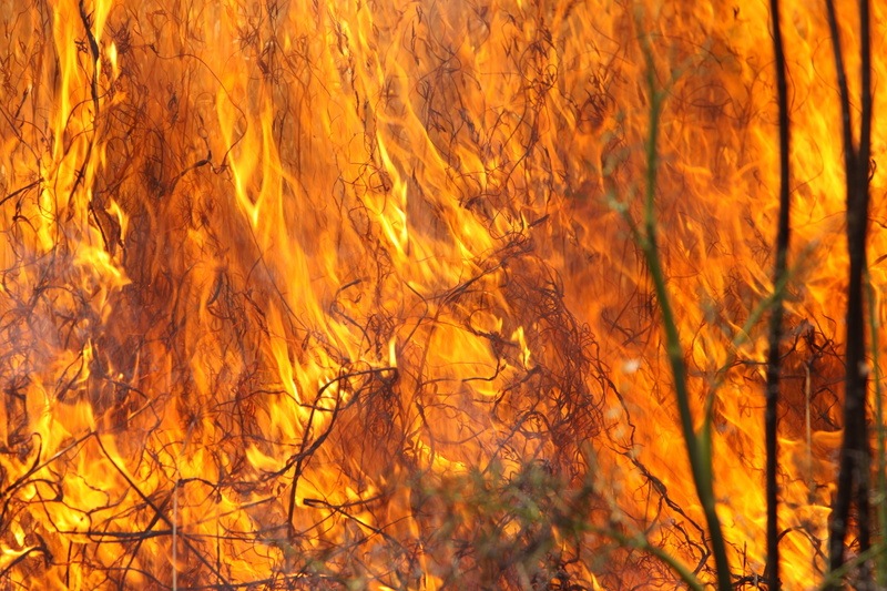 orange Color, nature, burning grass, environment, no people, heat, fire, wilderness, destruction, plant part, damage, tree, fire - Natural Phenomenon, dry