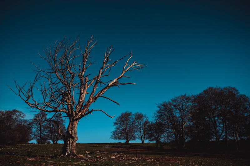 blue, no people, sky, krone, outdoors, environment, land, beauty in nature, trunk, scenics - nature, Field, silhouette, branch, bare tree, autumn, landscape