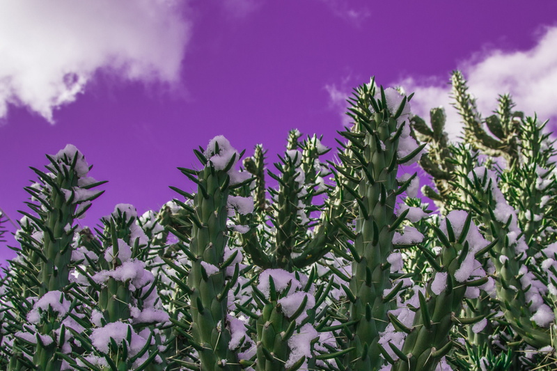 Purple, snow, photography, NikonD3100, 2K, Green, landscape, sky, Lomography, Nikon Photoart, Nikon, Cactus