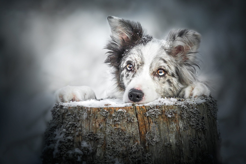 pose, motley, portrait, winter, snow, spotted, Aussie, 1080P, photoart, look, stump, background, paws, eyes, Australian shepherd, snowfall, dog, grey