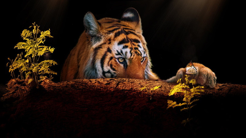 plants, rendering, paw, butterfly, log, portrait, photoart, tiger, 1080P, face, black background, look