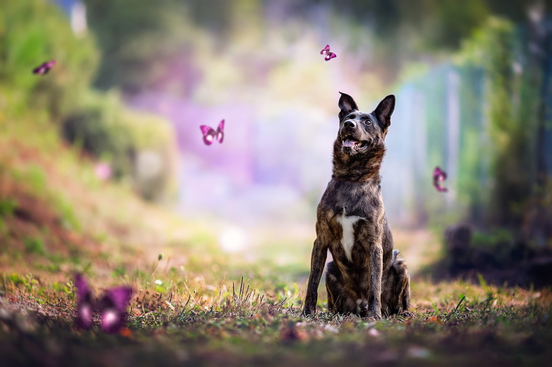 nature, trees, photoart, background, look, pose, grass, Park, dog, summer, glade, sitting, language, butterfly, flight, lawn, fly, 1080P, forest
