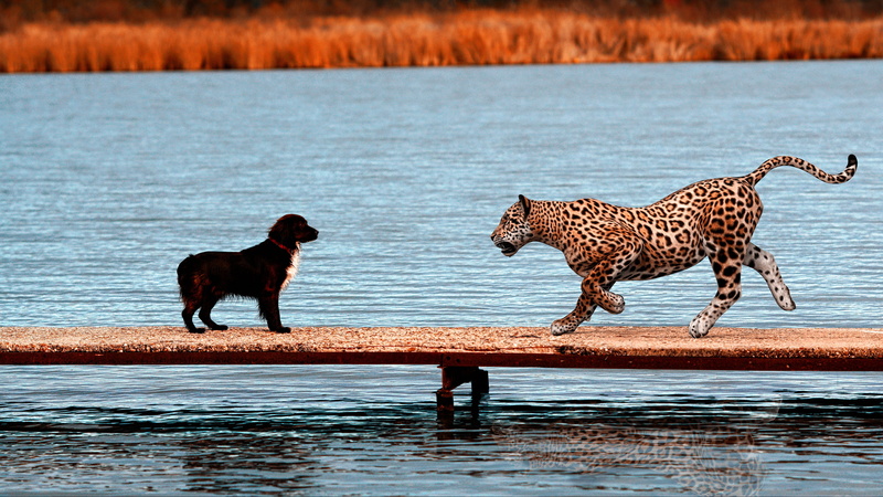 meeting, jump, 4K, surprise, Jaguar, pierce, the bridge, wild cat, dog, pond, a couple, shore, photoart, rendering, collage