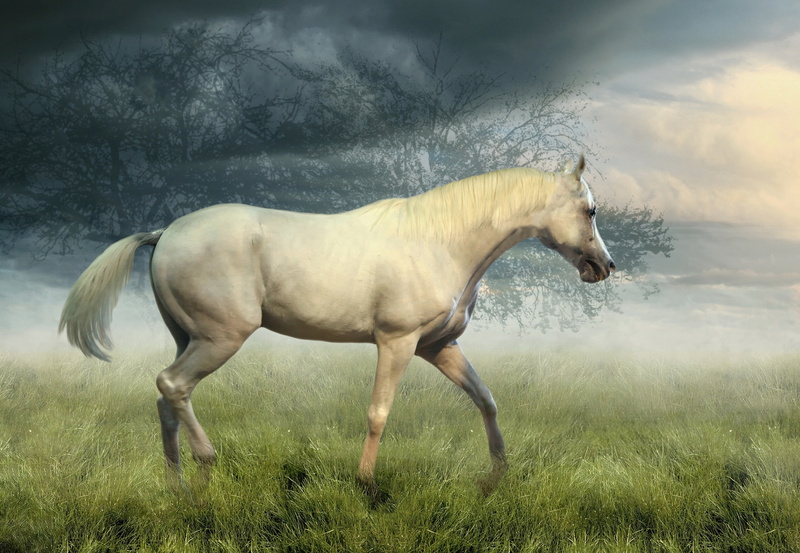 nature, look, treatment, fog, profile, trees, walk, clouds, photoart, collage, grass, the sky, morning, white, field, 2K, horse
