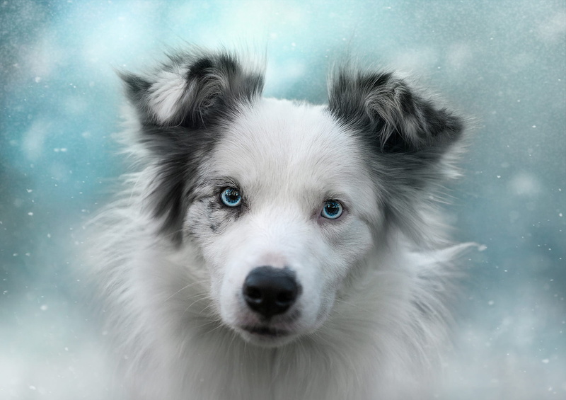 face, winter, 1080P, spotted, Aussie, background, handsome, portrait, Australian shepherd, white, mood, puppy, blue eyes, snowfall, snow, dog, look, photoart