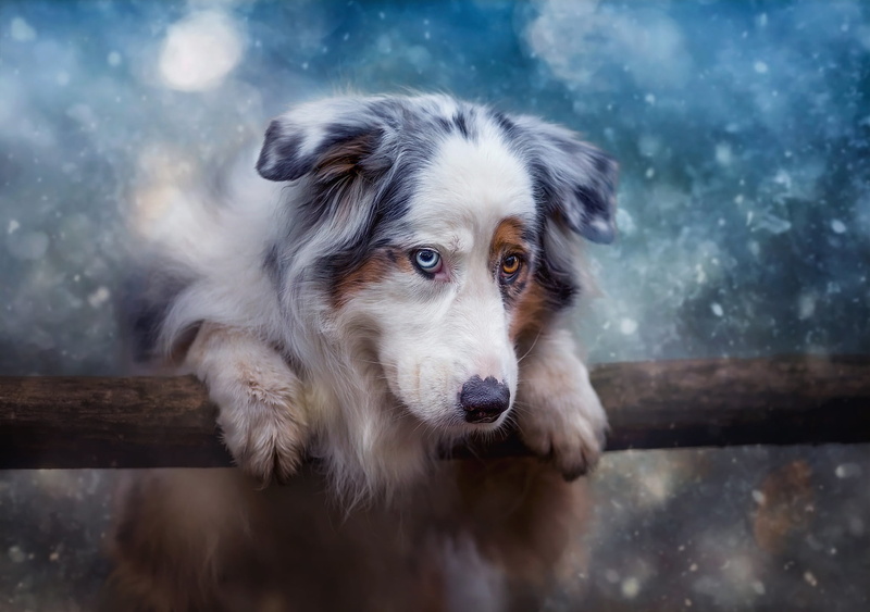 different eyes, nature, photoart, spotted, pose, look, face, treatment, winter, dog, mood, blue, stick, background, 1080P, log, paws, Australian shepherd