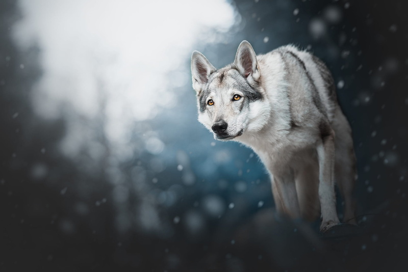 photoart, look, forest, blue background, is, nature, snow, handsome, wolf dog, light, paws, dog, snowfall, wolf dog is a sarloos passed away, 1080P, winter