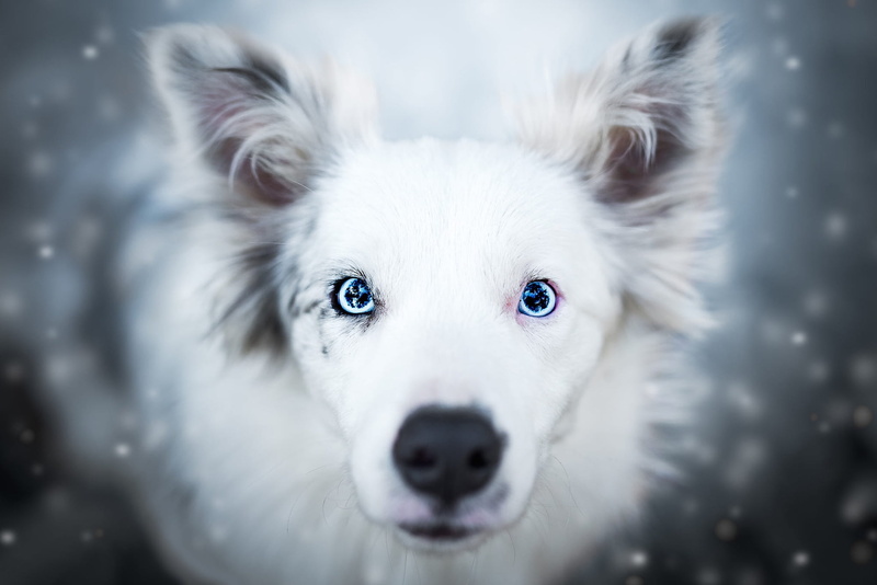1080P, dog, nose, photoart, beauty, view, nature, snow, white, ears, background, Australian shepherd, face, winter, Aussie, snowfall, looking up, blue eyes