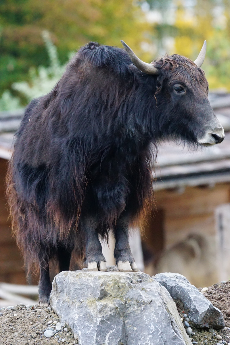 solid, cow, 5K, no people, Livestock, black color, day, Beef, rock, standing, domestic, animal wildlife, animal, mongolia, nature, herbivorous, bos mutus