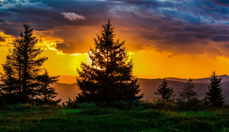 dream, nature, clouds, pine tree, multi colored, horizon, sun, sunrise, dark, light, ray, orange color, sky, no people, tranquility, environment, plant