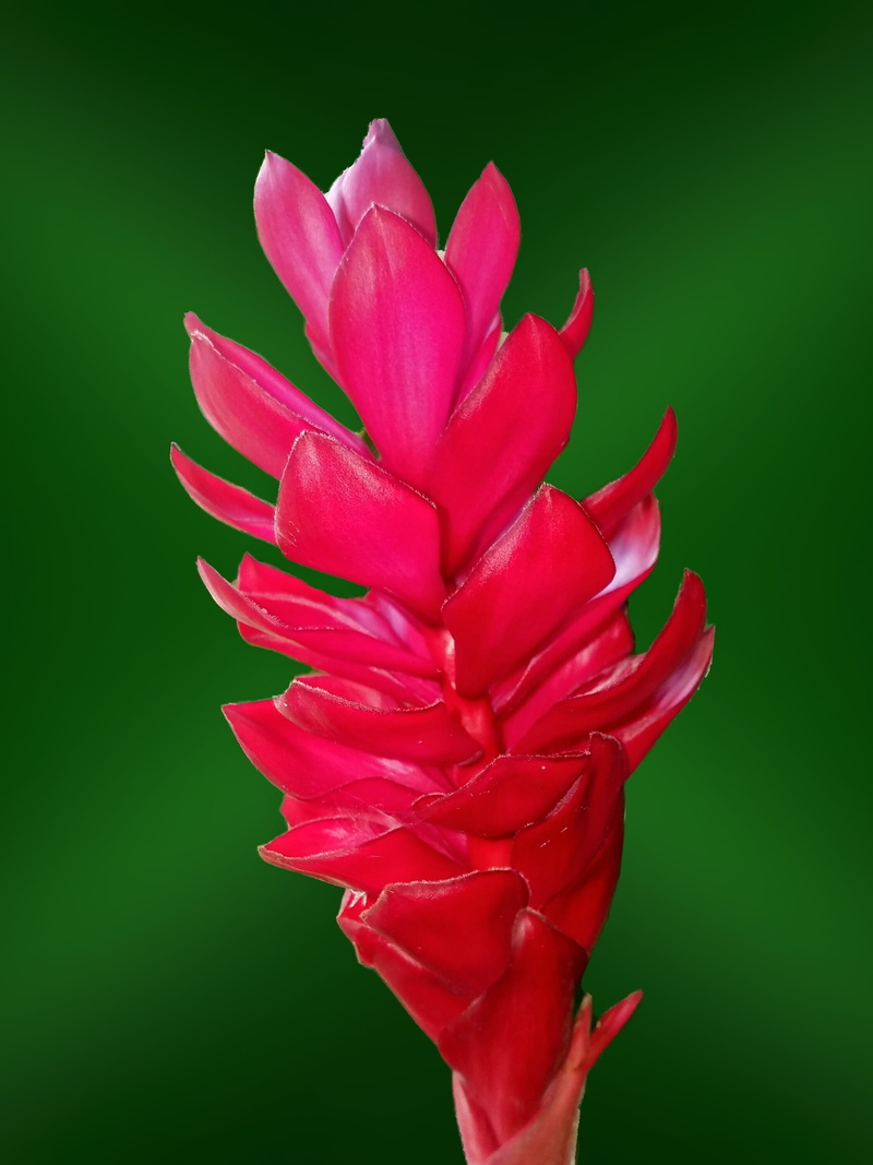 petals, colored background, vivid, beauty in nature, flower head, red, 2K, hue, inflorescence, phone, flowering plant, fragility, studio shot, tropical