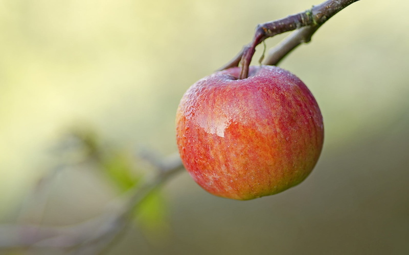 food and drink, apple - fruit, plant stem, focus on foreground, tree, no people, freshness, apples, healthy eating, apple, plant, ripe, fruit, close-up